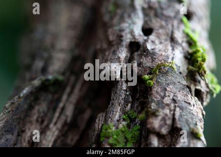 troncs d'arbres abîmés, surcultivés avec de la mousse Banque D'Images