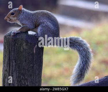 Un gros plan d'un écureuil mignon assis sur un poteau de clôture en bois dans la nature Banque D'Images