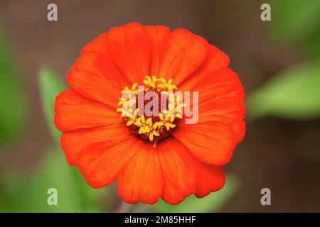 Gros plan d'une fleur de zinnies unique, de couleur orange et en fleurs. Photo de haute qualité Banque D'Images