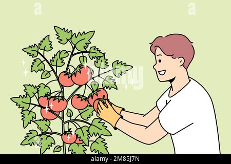 Un jeune homme souriant rassemble des tomates dans le jardin. Bon fermier mâle récolte des buissons à la ferme. Jardinage et agriculture. Illustration vectorielle. Illustration de Vecteur