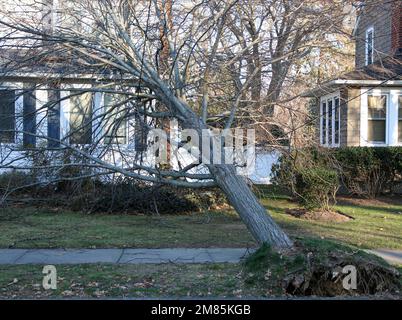 Un arbre tombe dans une maison pendant une tempête de vent de la veille de Noël sur long Island. Banque D'Images