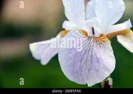 Single White & Pale Purple Siberian Iris (Iris sibirica 'Hohe Warte') Flower on display à RHS Garden Bridgewater, Worsley, Greater Manchester, Royaume-Uni. Banque D'Images