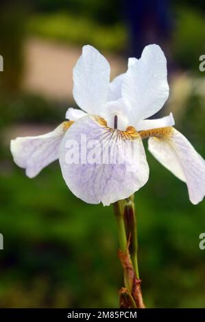 Single White & Pale Purple Siberian Iris (Iris sibirica 'Hohe Warte') Flower on display à RHS Garden Bridgewater, Worsley, Greater Manchester, Royaume-Uni. Banque D'Images