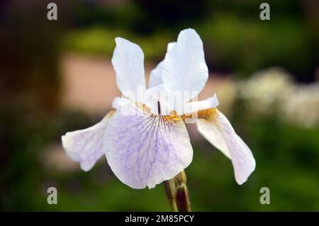 Single White & Pale Purple Siberian Iris (Iris sibirica 'Hohe Warte') Flower on display à RHS Garden Bridgewater, Worsley, Greater Manchester, Royaume-Uni. Banque D'Images