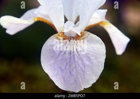 Single White & Pale Purple Siberian Iris (Iris sibirica 'Hohe Warte') Flower on display à RHS Garden Bridgewater, Worsley, Greater Manchester, Royaume-Uni. Banque D'Images