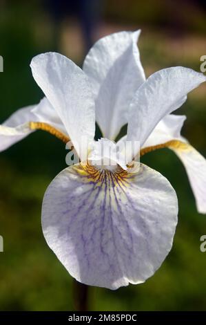 Single White & Pale Purple Siberian Iris (Iris sibirica 'Hohe Warte') Flower on display à RHS Garden Bridgewater, Worsley, Greater Manchester, Royaume-Uni. Banque D'Images