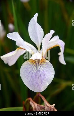 Single White & Pale Purple Siberian Iris (Iris sibirica 'Hohe Warte') Flower on display à RHS Garden Bridgewater, Worsley, Greater Manchester, Royaume-Uni. Banque D'Images