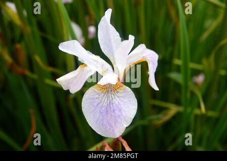 Single White & Pale Purple Siberian Iris (Iris sibirica 'Hohe Warte') Flower on display à RHS Garden Bridgewater, Worsley, Greater Manchester, Royaume-Uni. Banque D'Images