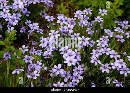 Sisyrinchium angustifolium bleu ciel « California Skies » (herbe à l'œil bleu) fleurs présentées au RHS Garden Bridgewater, Worsley, Greater Manchester. Banque D'Images