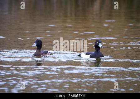 Canards touffetés mâles et femelles sur le lac ( Aythya fuligula ) oiseaux sur le lac Banque D'Images