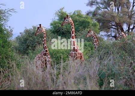 Quatre girafes réticulés regardent une promenade de léopard les passer. Son regard est dirigé directement vers le chat. Le prédateur n'est pas sur la photo. Kenya - Samburu Banque D'Images