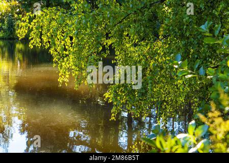 Branches de bouleau avec feuilles pliées bas au-dessus de l'eau Banque D'Images