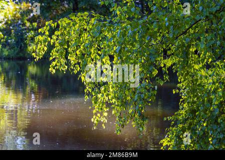 Branches de bouleau avec feuilles pliées bas au-dessus de l'eau Banque D'Images