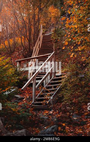 Un plan vertical d'escaliers en bois dans les arbres de couleur automnale Banque D'Images
