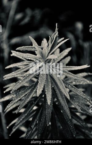 Une échelle de gris de la rosée du matin sur les feuilles vertes d'une plante succulente sur le fond flou Banque D'Images
