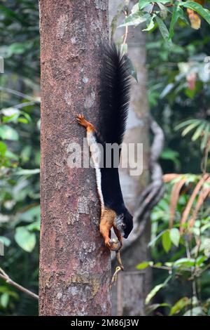 L'écureuil de Prevost, Prevost-Hörnchen, Écureuil de Prévost, Callosciurus prevostii, Prevost-mókus, Parc national de Tanjung Puting, Kalimantan, Bornéo Banque D'Images