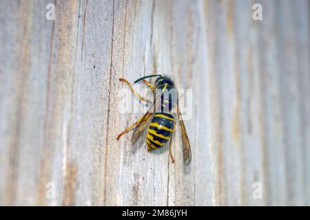 Dolichovespula saxonica est une espèce de la famille des vrais guêpes très répandues en Europe et en Asie du Nord. Banque D'Images