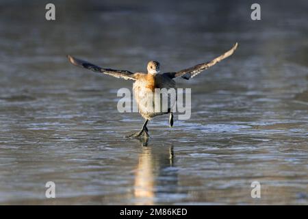 Petit grèbe / dabchick (Tachybaptus ruficollis / Podiceps ruficollis) dans le plumage non-reproducteur courant sur la glace du lac gelé en hiver Banque D'Images