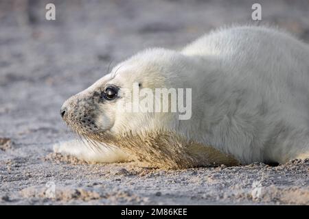 Phoque gris / phoque gris (Halichoerus grypus) gros plan portrait d'un jeune bébé mignon allongé sur une plage de sable le long de la côte de la mer du Nord en hiver Banque D'Images