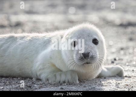 Phoque gris / phoque gris (Halichoerus grypus) gros plan portrait d'un jeune bébé mignon allongé sur une plage de sable le long de la côte de la mer du Nord en hiver Banque D'Images