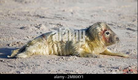 Phoque gris / phoque gris (Halichoerus grypus) portrait d'un jeune bébé mignon allongé sur une plage de sable le long de la côte de la mer du Nord en hiver Banque D'Images