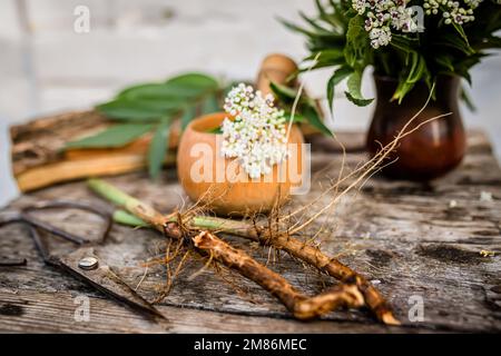 NAIN AÎNÉ racine séchée BIO en vrac Herbe,Sambucus ebulus Elder herbacé - Banque D'Images