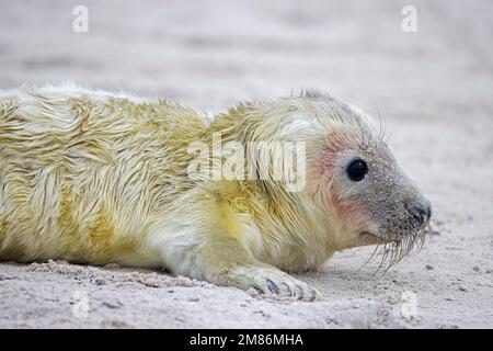 Phoque gris / phoque gris (Halichoerus grypus) gros plan de la petite-née située sur une plage de sable le long de la côte de la mer du Nord en hiver Banque D'Images