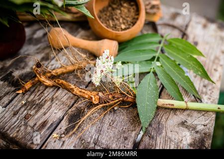 NAIN AÎNÉ racine séchée BIO en vrac Herbe Sambucus ebulus, également connu sous le nom de danewort, Banque D'Images