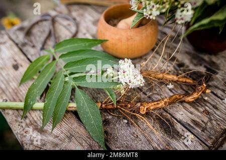 NAIN AÎNÉ racine séchée BIO en vrac Herbe Sambucus ebulus, également connu sous le nom de danewort, Banque D'Images