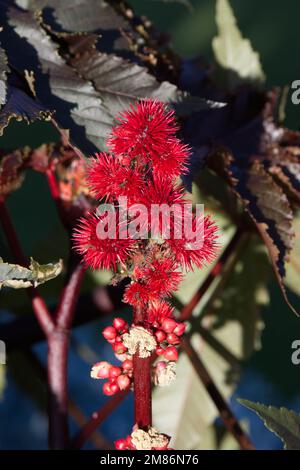 Fleur d'automne de l'usine d'huile de ricin, également connue sous le nom de Ricinus communis, ou haricot de ricin dans le jardin du Royaume-Uni octobre Banque D'Images