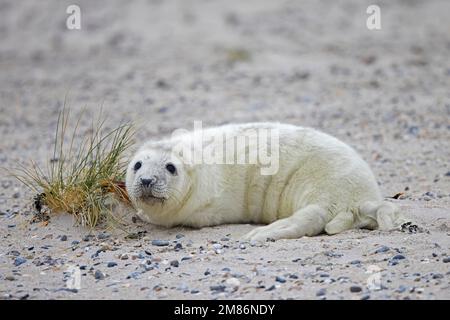 Phoque gris / phoque gris (Halichoerus grypus) portrait d'un jeune bébé mignon allongé sur une plage de sable le long de la côte de la mer du Nord en hiver Banque D'Images