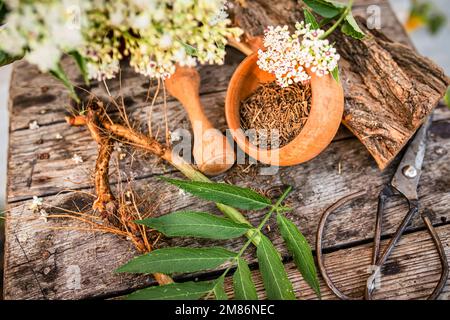 Récolte fraîche AÎNÉ NAIN racine de l'herbe en vrac organique séchée, Sambucus ebulus avec un bouquet Banque D'Images