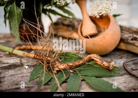 NAIN AÎNÉ racine séchée BIO en vrac Herbe Sambucus ebulus, également connu sous le nom de danewort, Banque D'Images