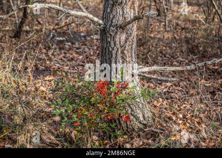 Un buisson de nandina avec des baies qui poussent sauvages à côté d'un arbre dans la forêt entourée de feuilles mortes à la fin de l'automne Banque D'Images