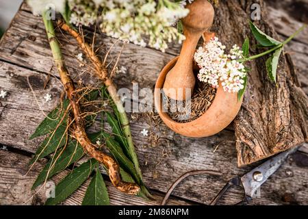 NAIN AÎNÉ racine séchée BIO en vrac Herbe Sambucus ebulus, également connu sous le nom de danewort, Banque D'Images