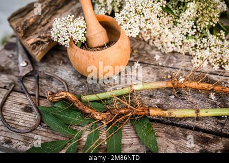 NAIN AÎNÉ racine séchée BIO en vrac Herbe Sambucus ebulus, également connu sous le nom de danewort, Banque D'Images