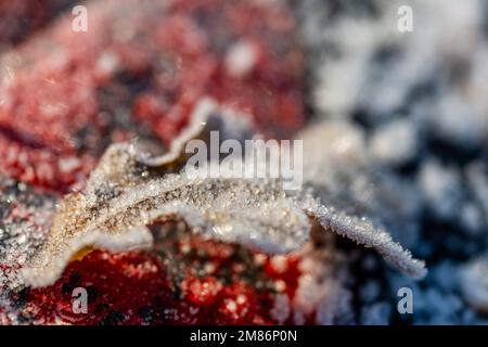 photo macro de cristaux de glace sur une feuille sur un arrière-plan flou Banque D'Images