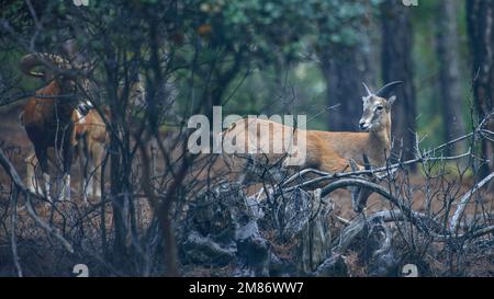 Des mouflons de Chypre sauvages dans leur habitat naturel dans les montagnes de Troodos, Chypre Banque D'Images