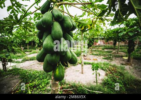 Gros plan en grand angle avec un accent sélectif sur une grappe de papayes sur un arbre de l'espèce Carica papaya, sur la plantation dans un environnement tropical Banque D'Images