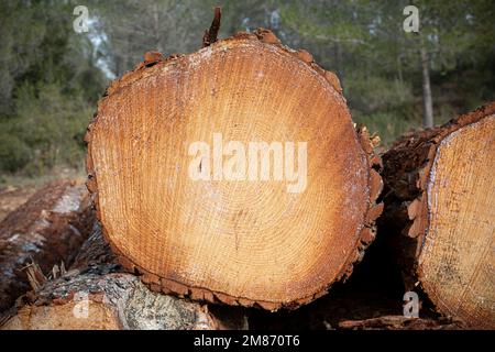 Pins fraîchement coupés empilés au bord de la forêt Banque D'Images
