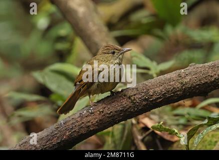 Bulbul aux yeux gris (Iole propinqua) adulte perché sur la branche, mouillé après la baignade de Di Linh, Vietnam. Décembre Banque D'Images