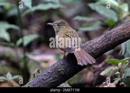 Bulbul aux yeux gris (Iole propinqua) adulte perché sur la branche de Di Linh, Vietnam. Décembre Banque D'Images