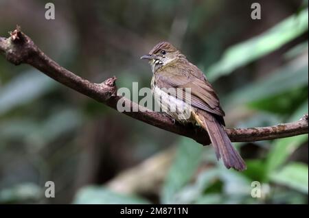 Bulbul aux yeux gris (Iole propinqua) adulte perché sur la branche, mouillé après la baignade de Di Linh, Vietnam. Décembre Banque D'Images