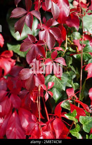 Le super-réducteur de Virginie (parthenocissus quinquefolia) plante avec des feuilles rouges d'automne. Couleurs complémentaires rouge et vert. Banque D'Images