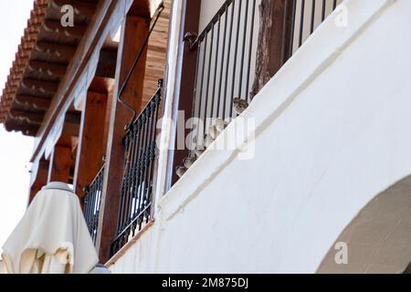 Les moineaux. Ensemble de sparrows situés sur un balcon tous placés dans une ligne. Oiseaux bruns. Dans une place de la Communauté de Madrid, en Espagne. Banque D'Images