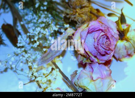 Même après la mort, il peut encore y avoir un certain type de beauté en elle. Comme ces fleurs qui sont lentement en décomposition et qui pourrissent loin. Banque D'Images