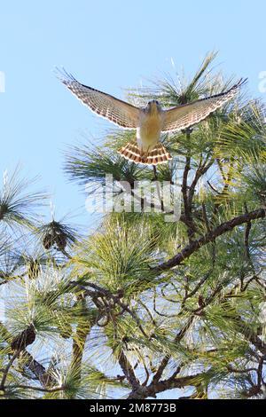 Faucon à épaulement en lecture survolant un pin, Floride, États-Unis Banque D'Images