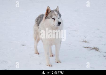 Le chien Husky gris âgé de Sibérie aux yeux endoloris se tient dans la neige en hiver et regarde loin. Chien triste. Banque D'Images