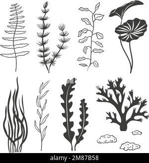 Ensemble d'algues, de coraux et de pierres isolés sur fond blanc. Set d'algues de silhouettes sous-marines. Collection plantes d'aquarium. Vecteur de vie marine. Illustration de Vecteur