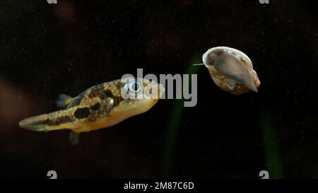 Puffeur de pois nains (Carinotetraodon travancoricus) femelle étudiant et chassant l'escargot de la vessie (Physella acuta) sur le verre d'aquarium Banque D'Images